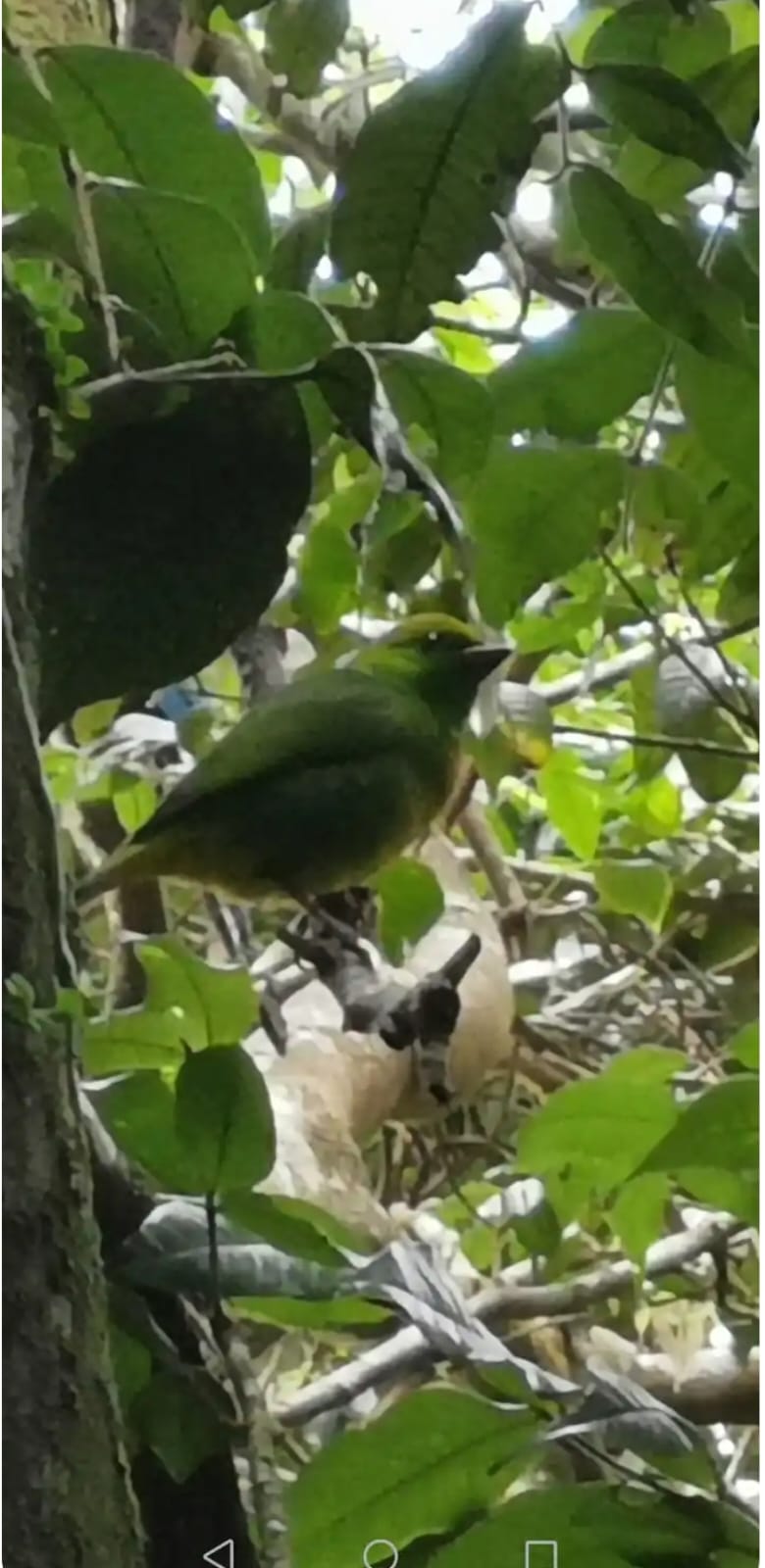 Terraza Hummingbird