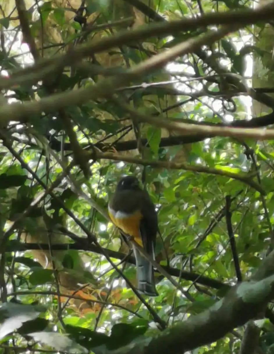 Terraza Hummingbird
